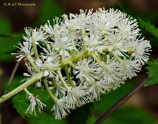 {Actaea pachypoda}